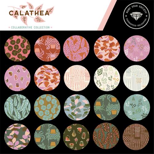 Calathea Jelly Roll® RS5182JR Ruby Star