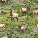 Elk