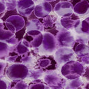 Purple Opalescense 108in Wide Back