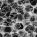 Black Opalescense 108in Wide Back